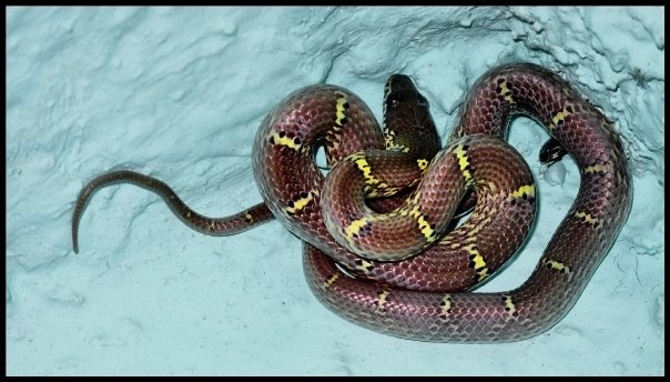 Kobra kr&aacute;lovsk&aacute;